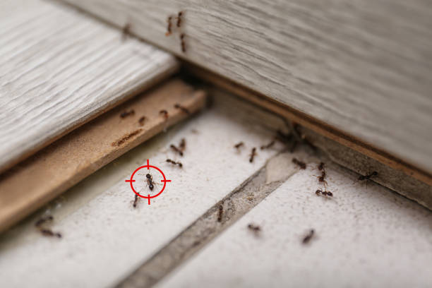 Best Cockroach Control Services  in Cameron, WI