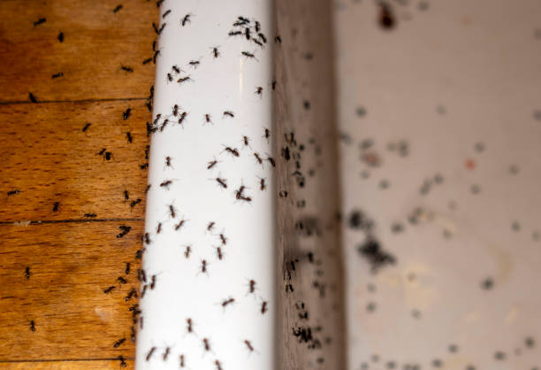 Best Mosquito Control Services  in Cameron, WI