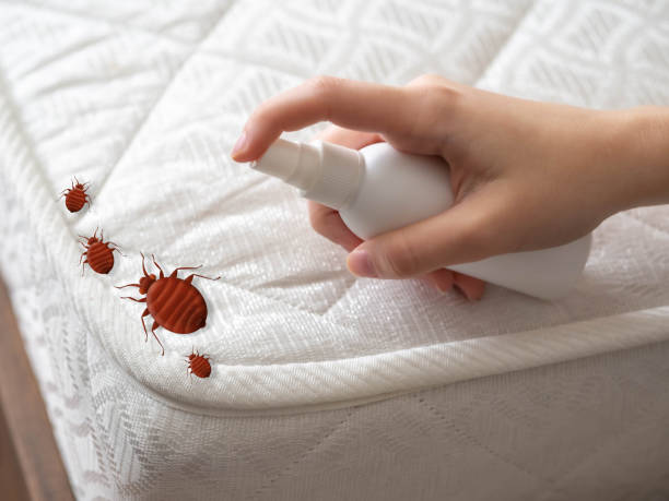 Best Local Pest Control Services  in Cameron, WI