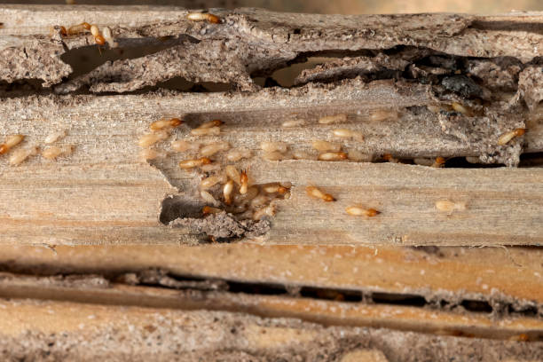 Best Termite Control Services  in Cameron, WI
